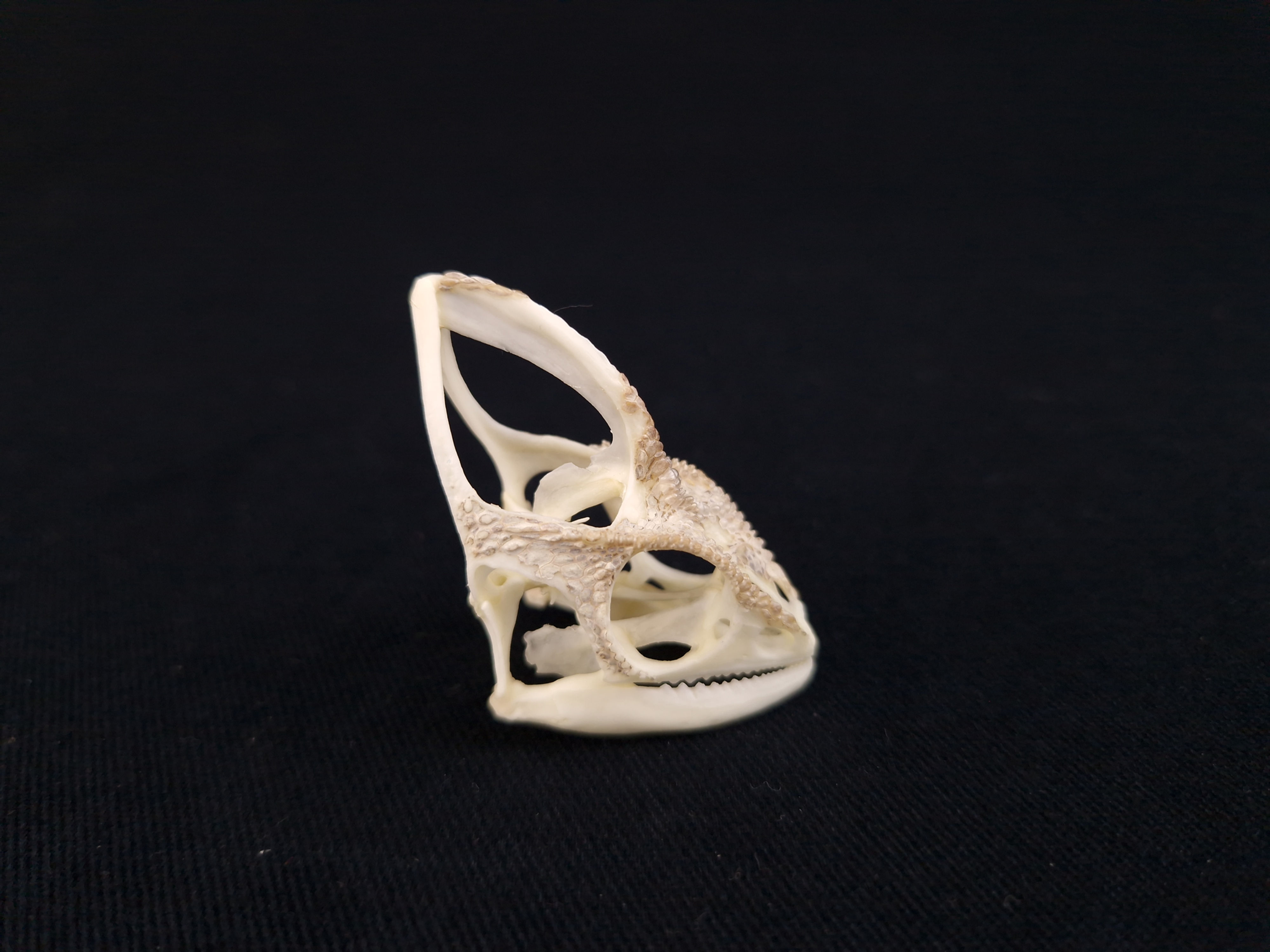 Skull - Veiled Chameleon
