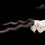 Miniatura: Skeleton - Blackbuck