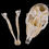 Miniatura: Skull - Barbary Sheep