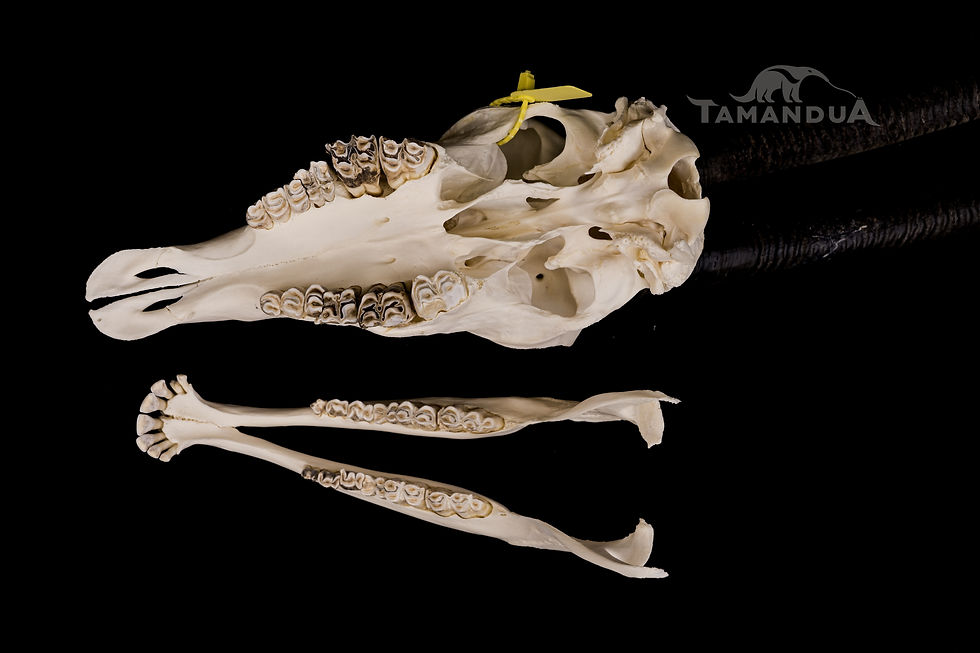 Miniatura: Skeleton - Scimitar oryx