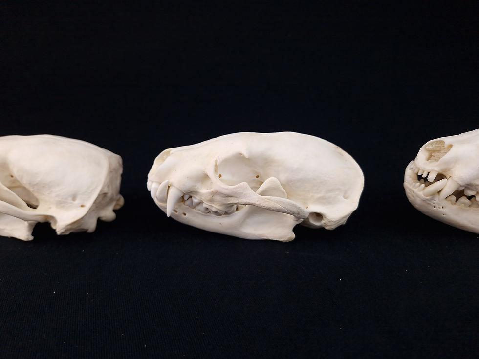 Thumbnail: Skull - American Badger