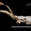 Miniatura: Skull - Domestic Cattle
