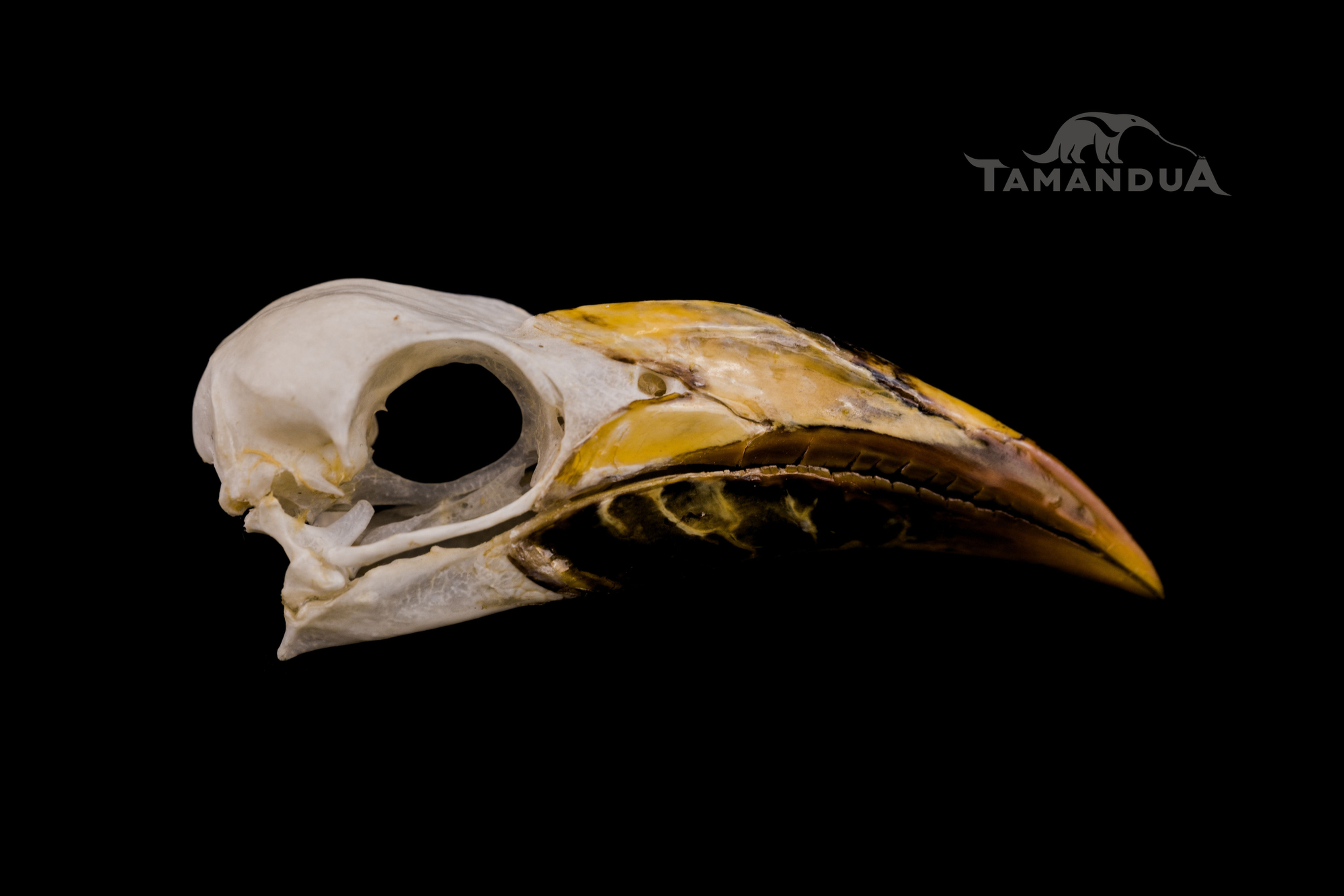 Skull - African Grey Hornbill