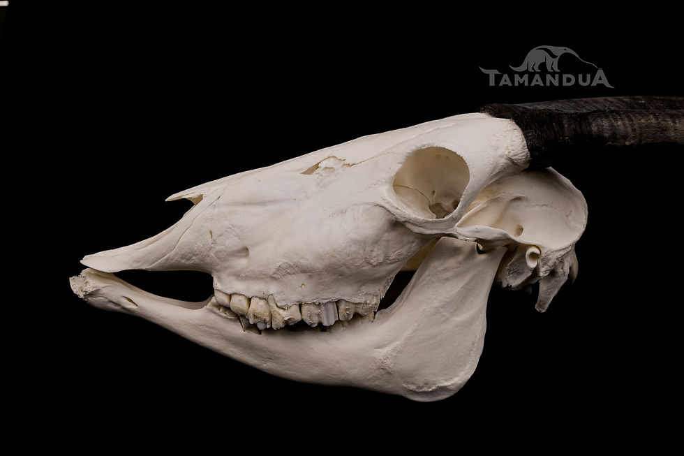 Thumbnail: Skeleton - Southern Gemsbok