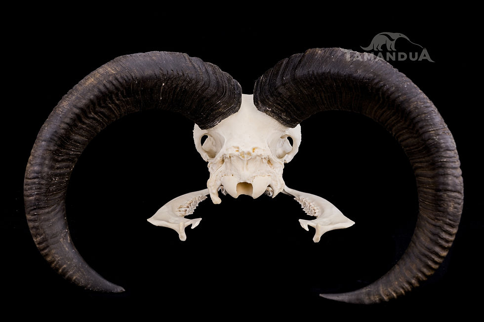 Thumbnail: Skeleton - Barbary Sheep