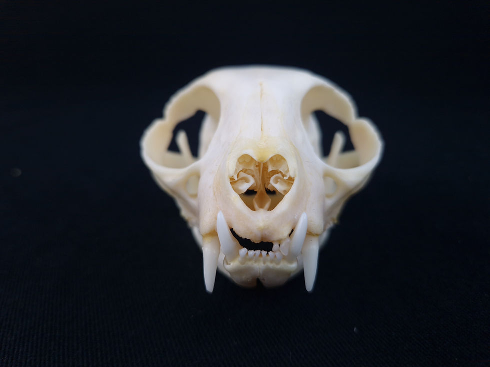 Miniatura: Skull - Domestic cat