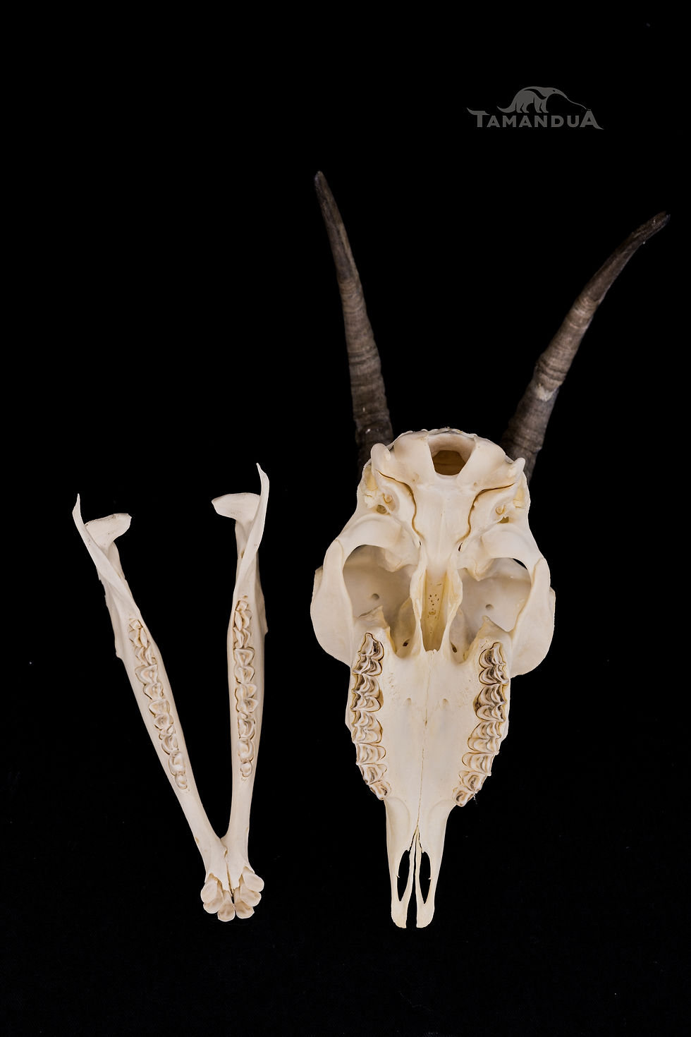 Thumbnail: Skull - Domestic Goat