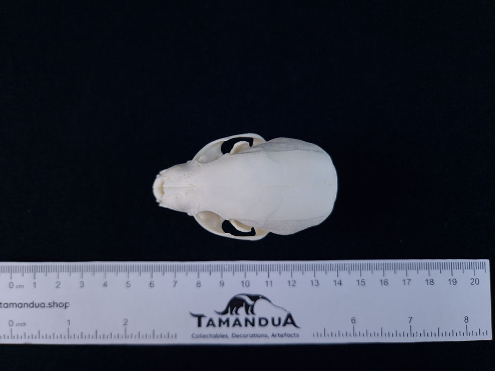 Miniatura: Skull - Beech Marten