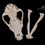 Miniatura: Skull - Domestic Dog