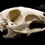 Thumbnail: Skeleton - Patagonian Mara