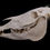 Miniatura: Skeleton - Somali Wild Ass