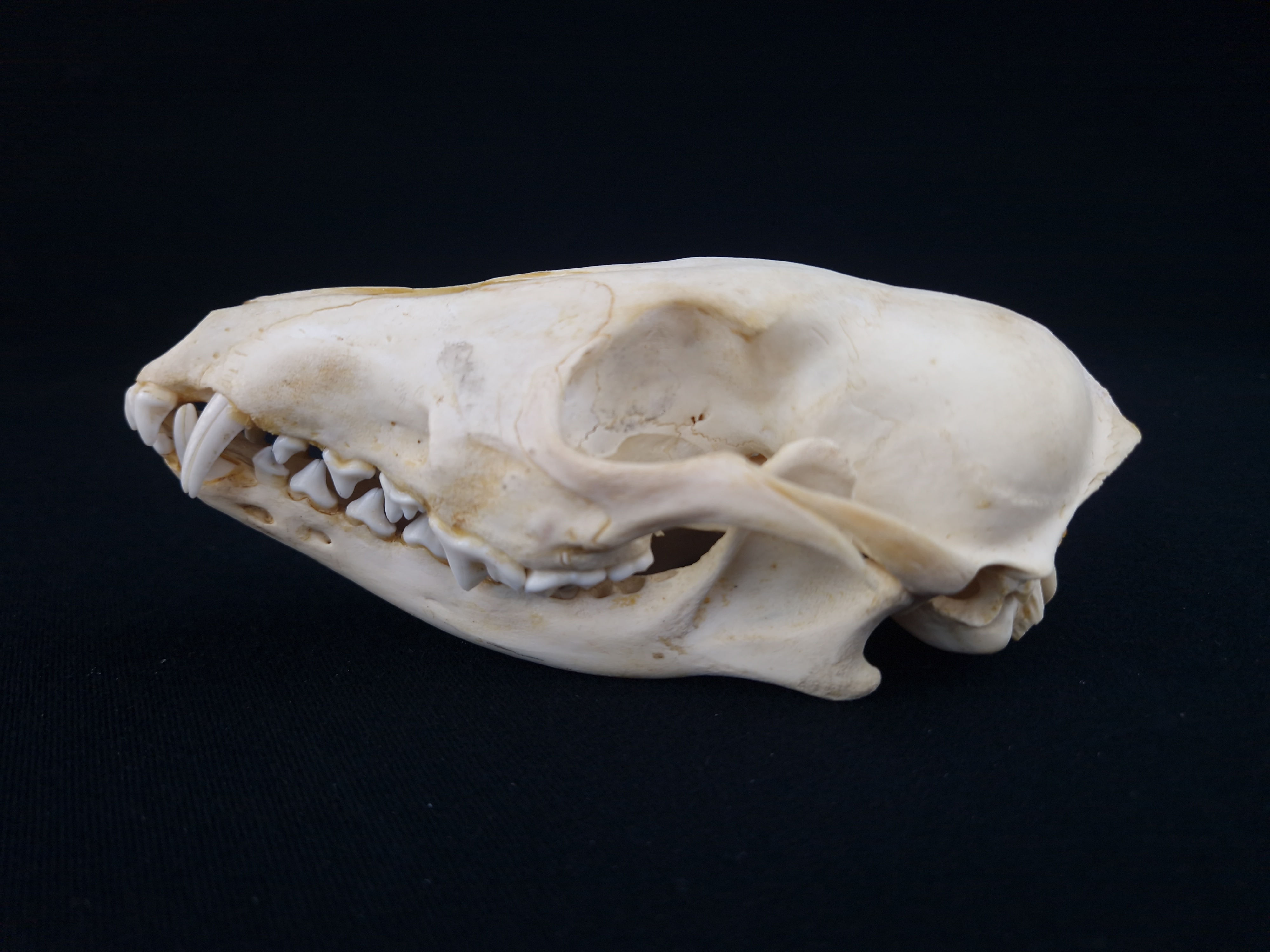 Skull - Black-backed Jackal