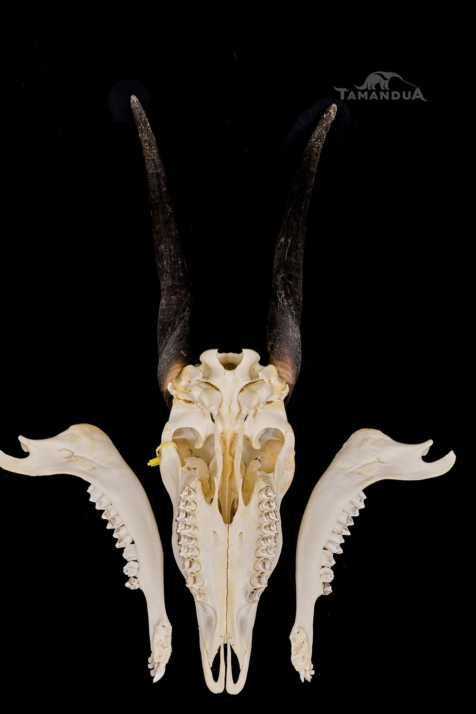Thumbnail: Skull - Common Eland