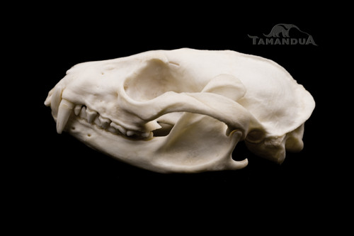 Skeleton - Asian palm civet | Tamandua
