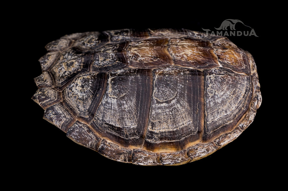 Miniatura: Skeleton - Common snapping turtle
