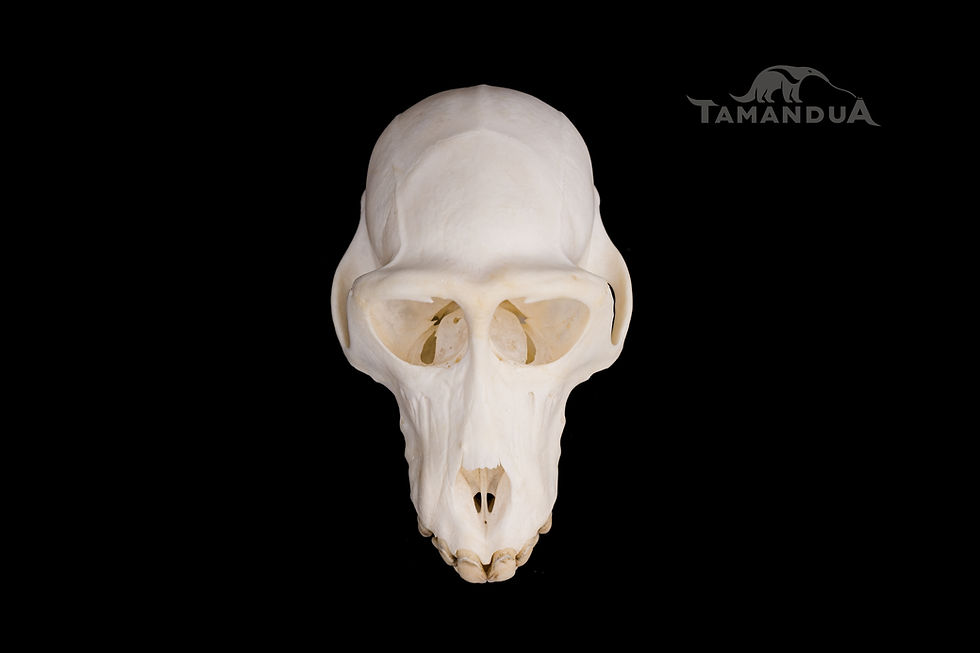 Miniatura: Skeleton - Pig-tailed Macaque