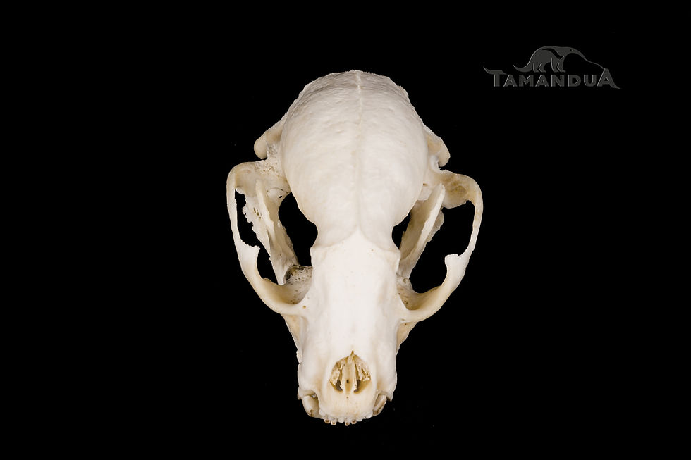 Miniatura: Skeleton - Southern Raccoon