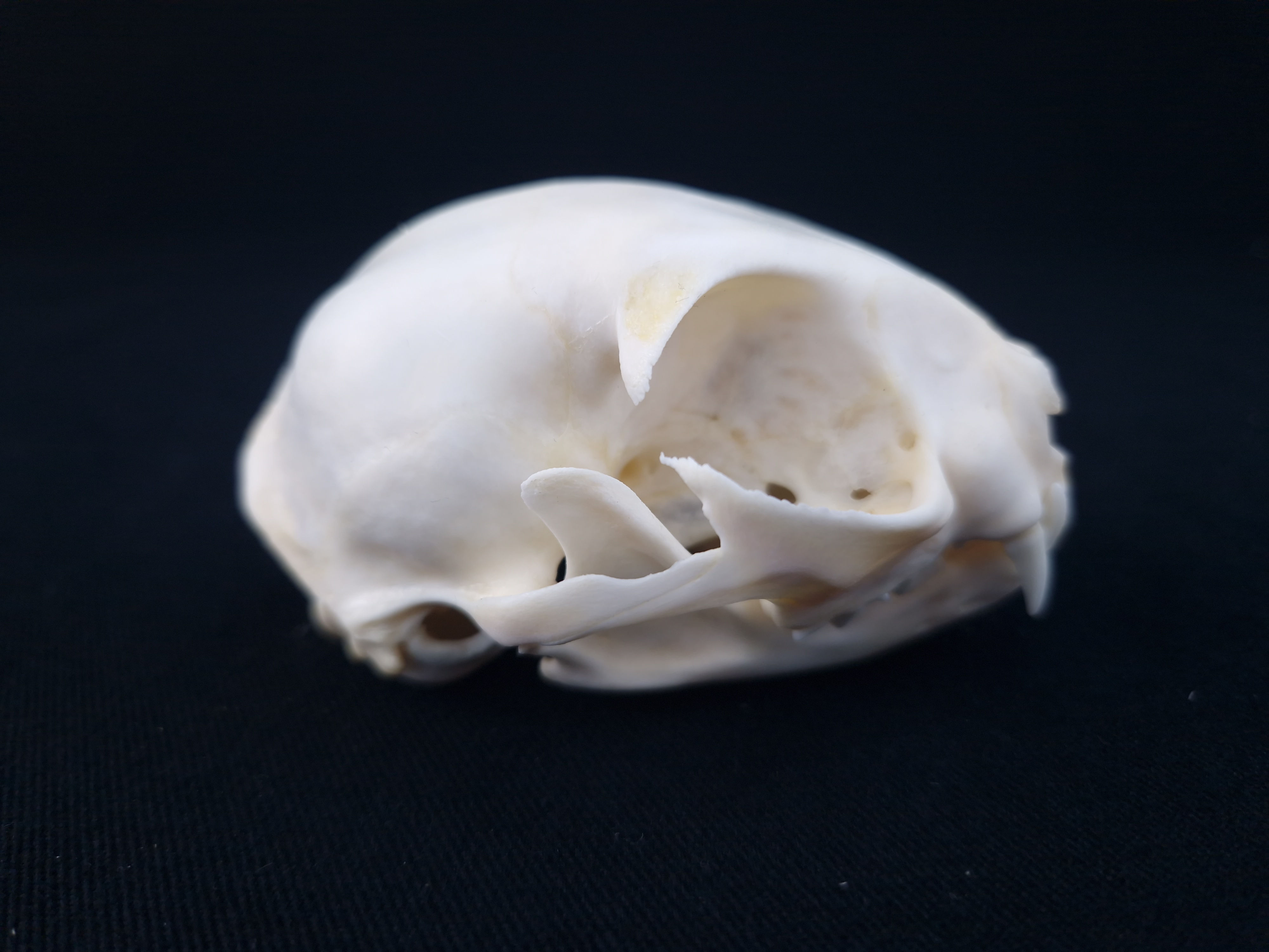 Skull - Domestic cat