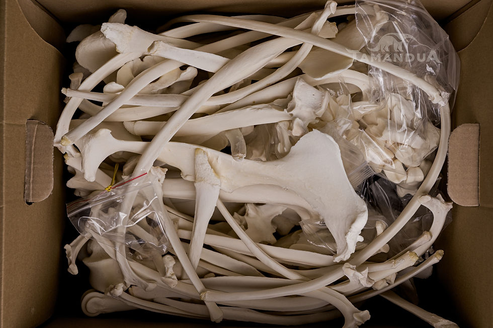 Thumbnail: Skeleton - Southern Gemsbok