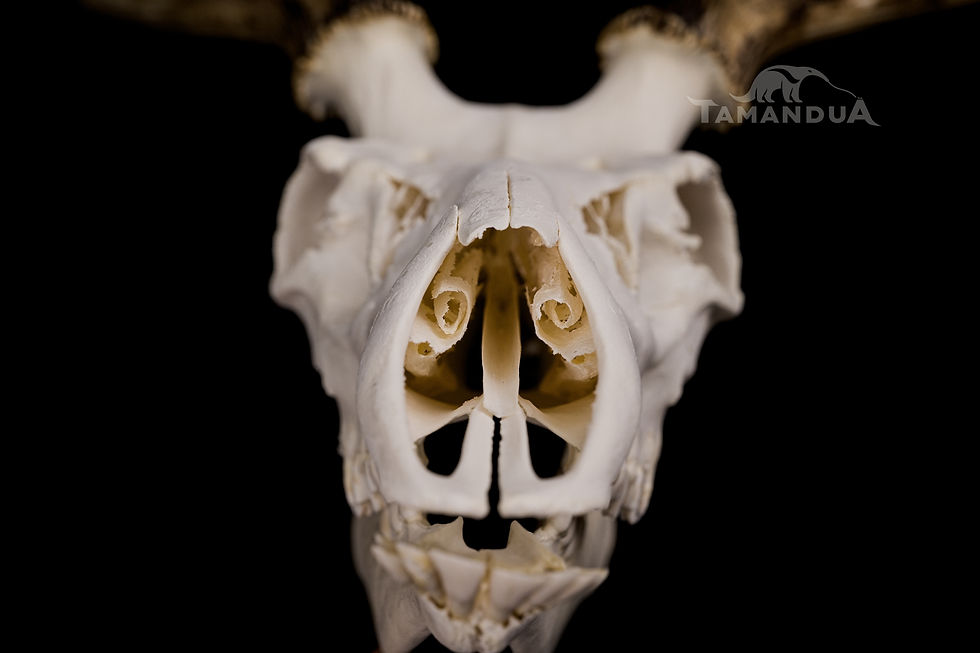 Thumbnail: Skeleton - Red Deer