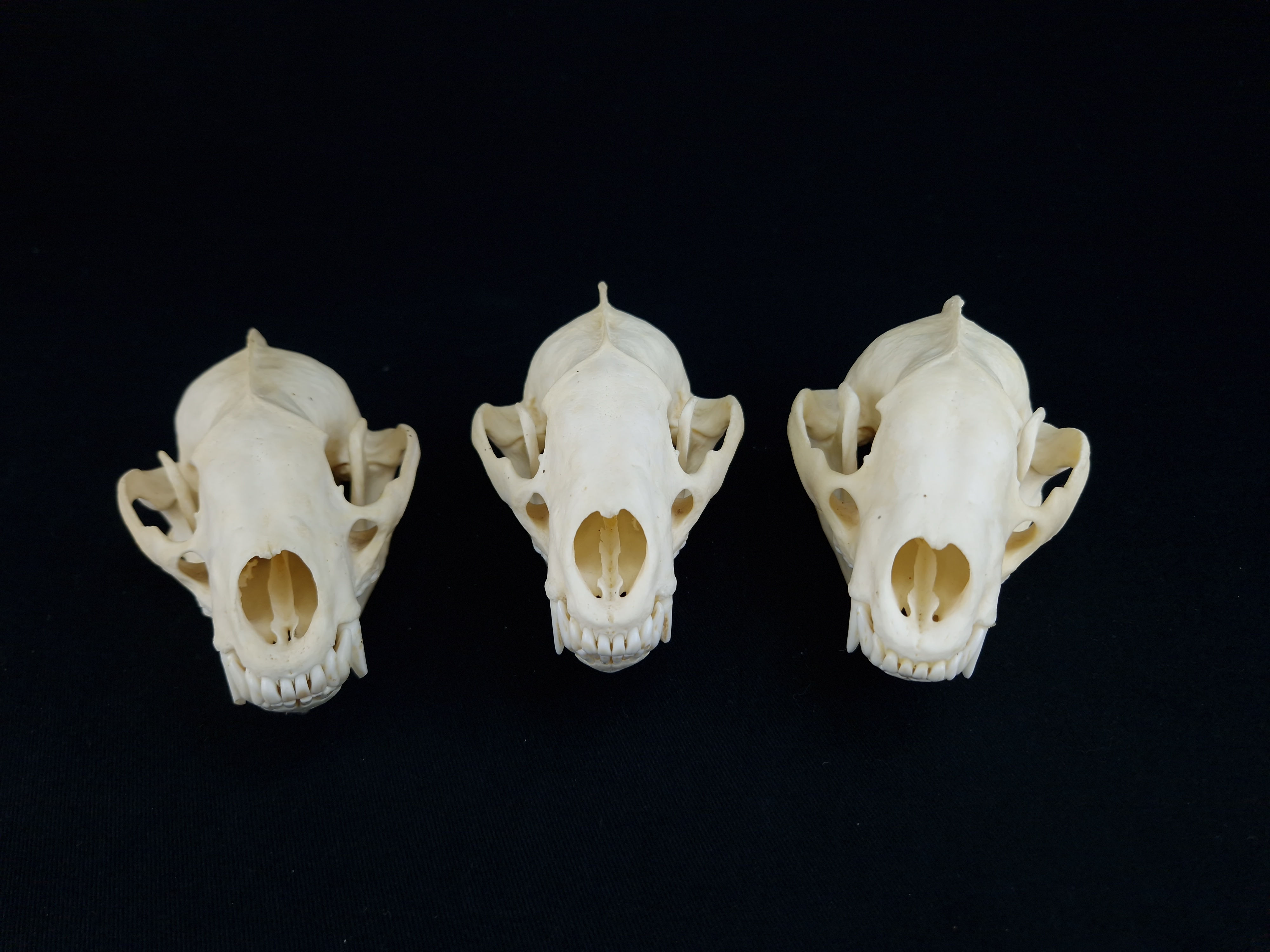 Skull - European Badger