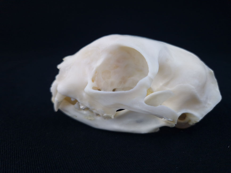 Miniatura: Skull - Domestic cat