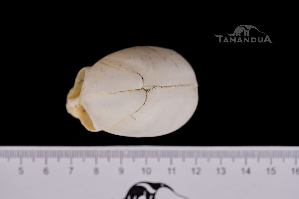 Thumbnail: Skull - Golden-handed Tamarin