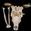 Thumbnail: Skull - Domestic Cattle