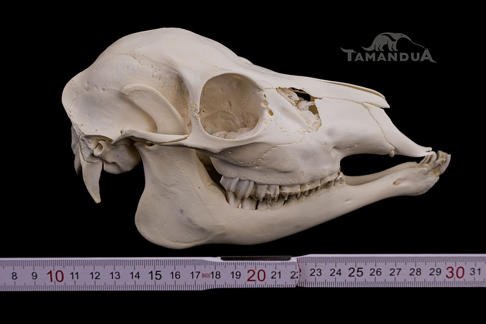 Thumbnail: Skeleton - Vietnamese Sika Deer