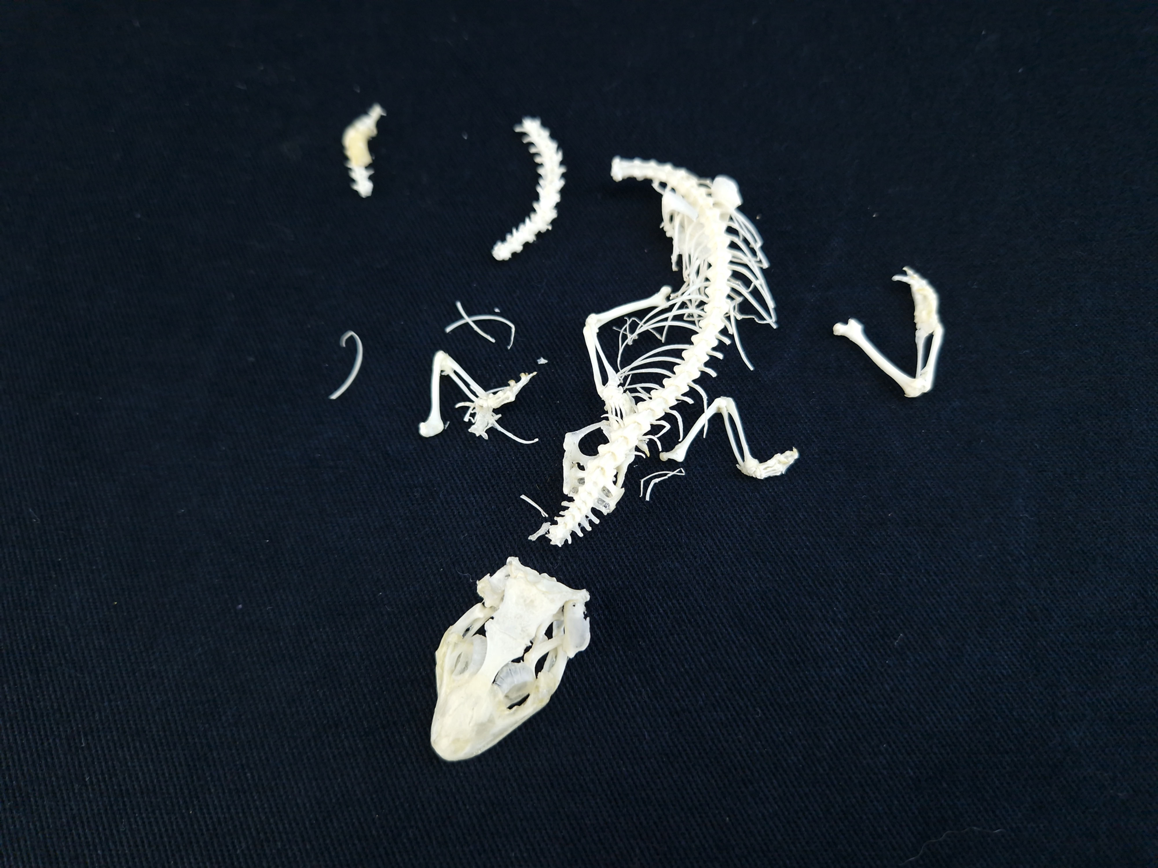 Skeleton - Chinese Cave Gecko