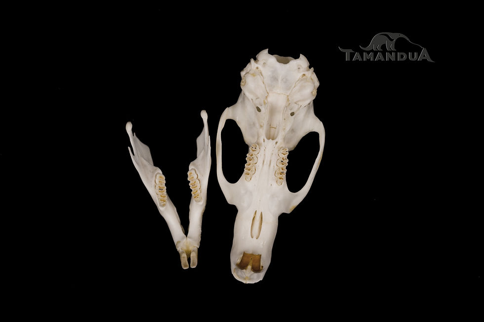 Thumbnail: Skeleton - Forest Giant Pouched Rat