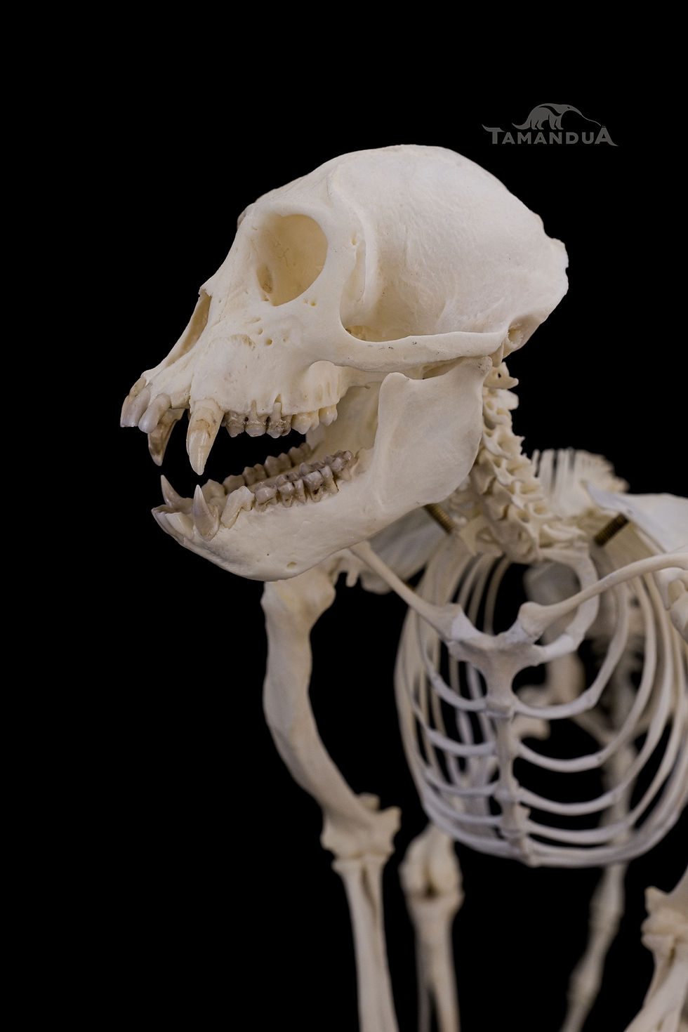 Miniatura: Skeleton - Common patas monkey