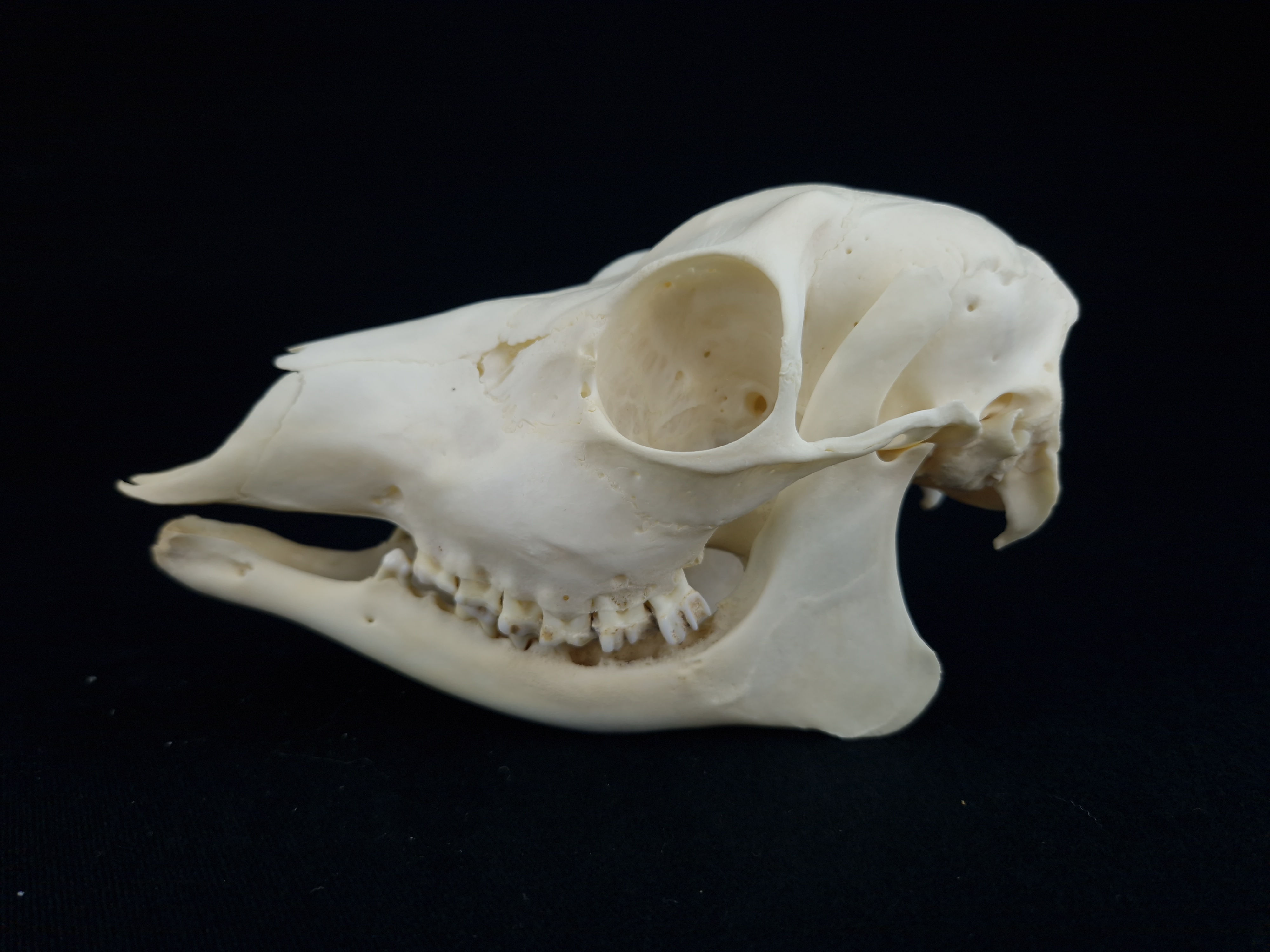 Skull - Roe deer
