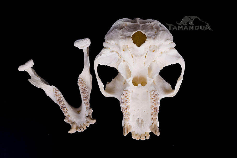 Miniatura: Skull - Northern Plains Gray Langur