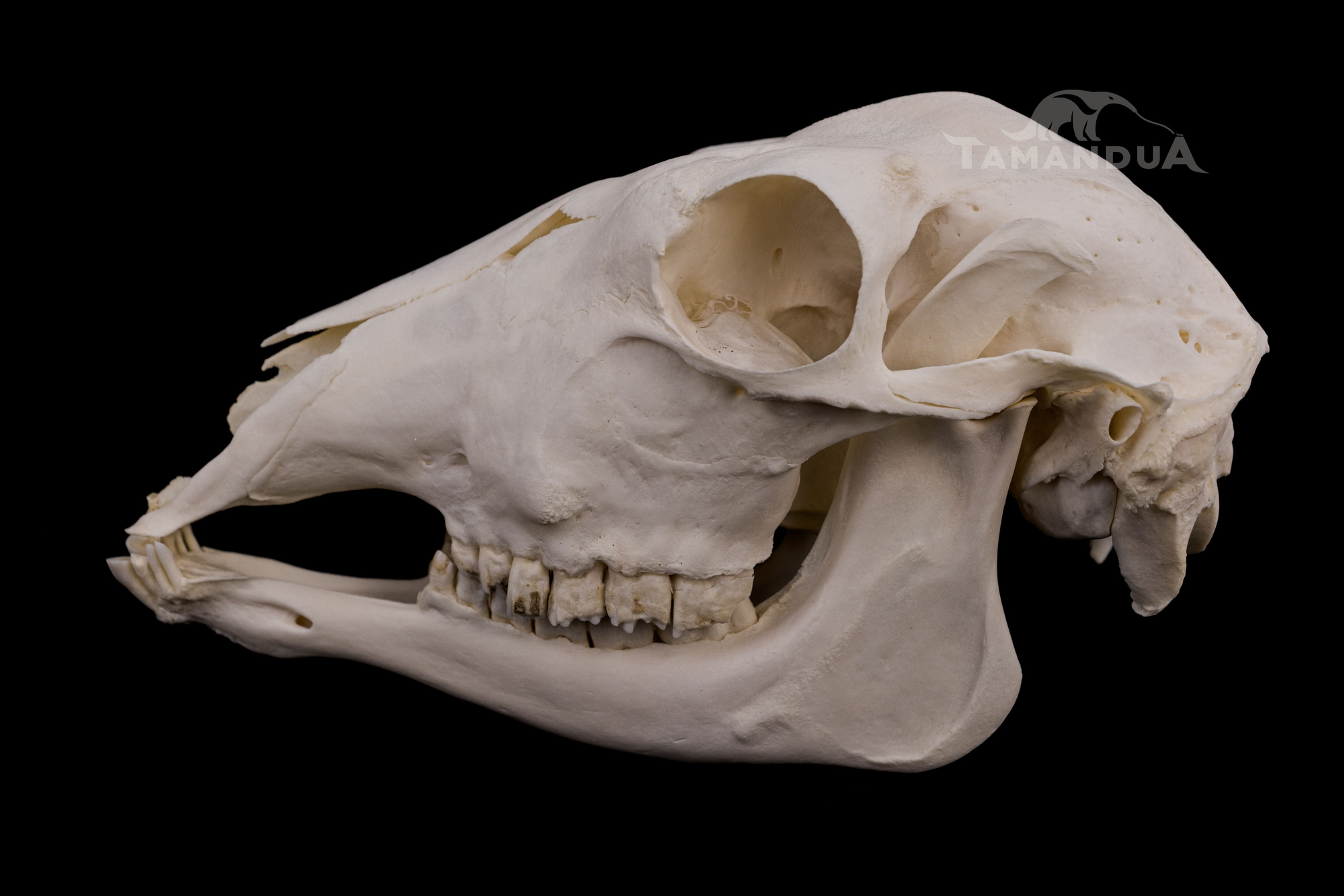 Skeleton - Nile Lechwe