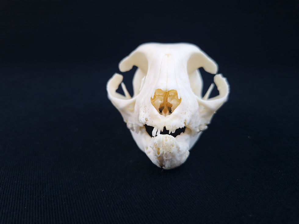 Thumbnail: Skull - Domestic cat