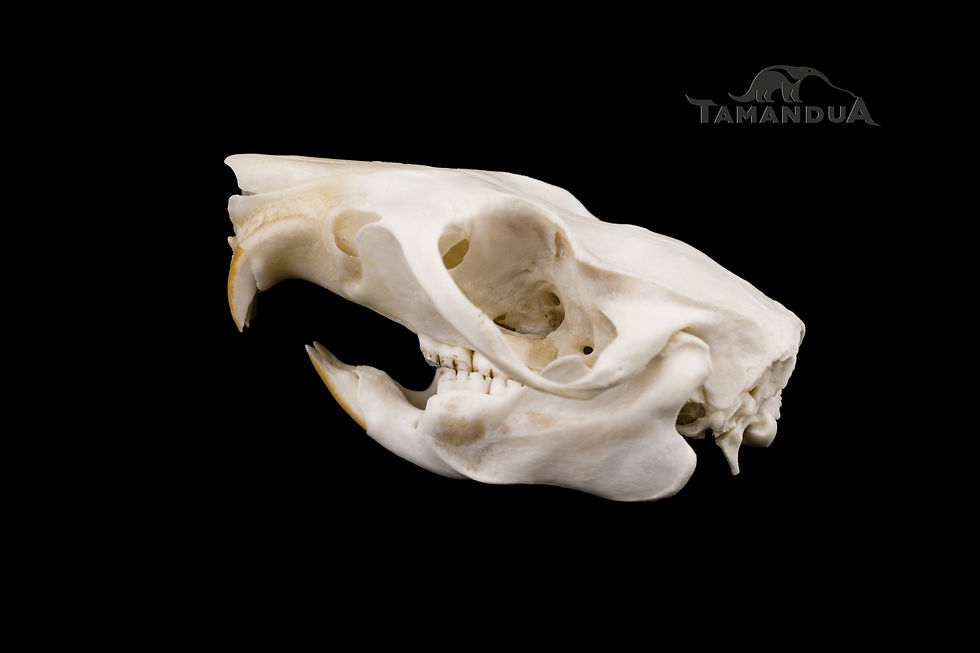 Miniatura: Skeleton - Southern Luzon Giant Cloud Rat