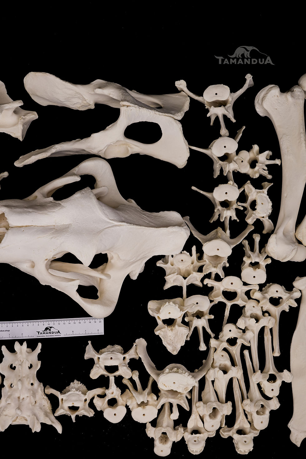 Miniatura: Skeleton - African Lion