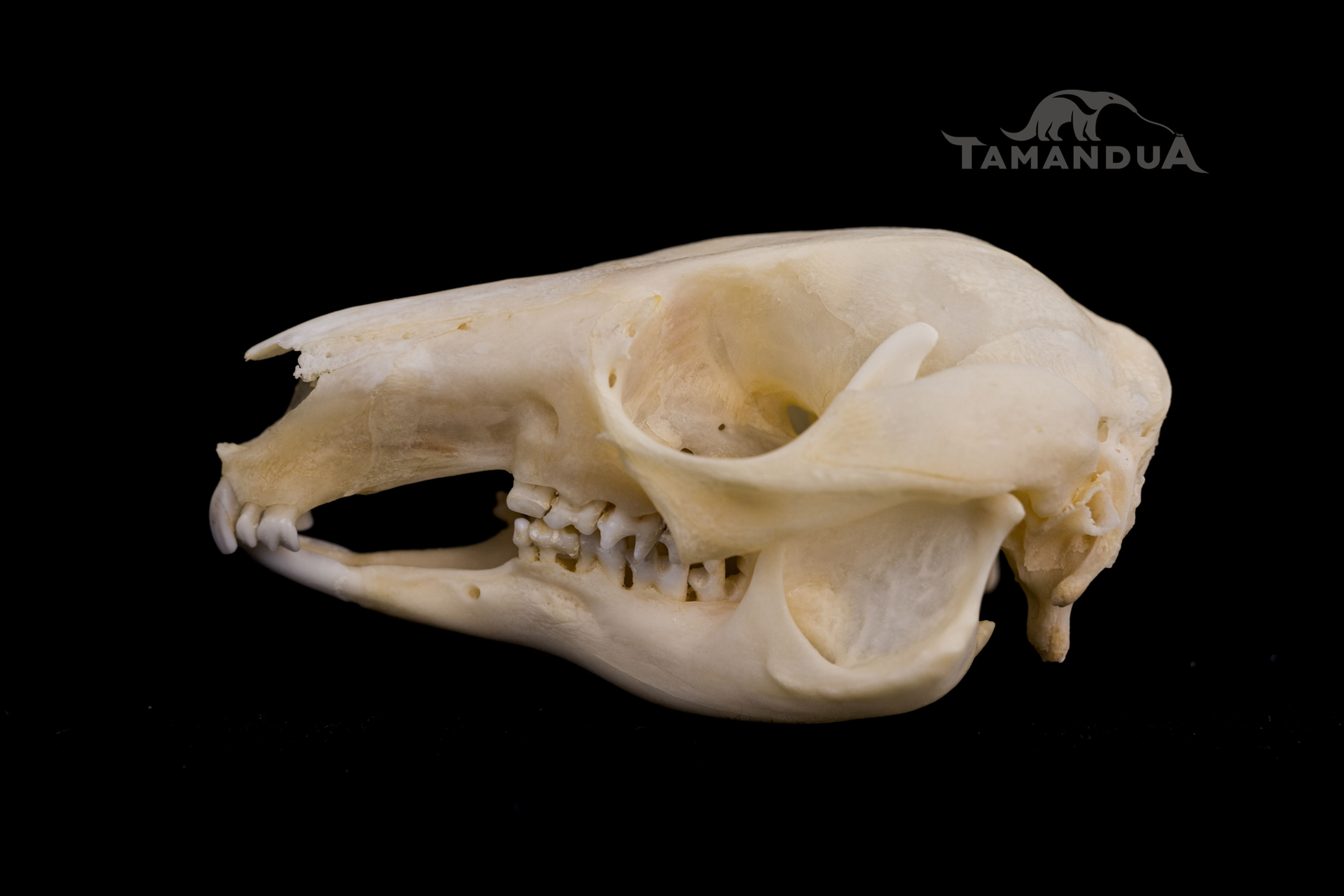 Skeleton - Parma Wallaby