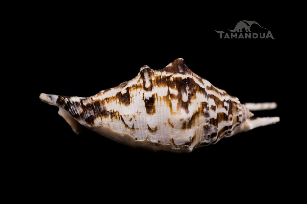 Thumbnail: Shell - Lambis lambis