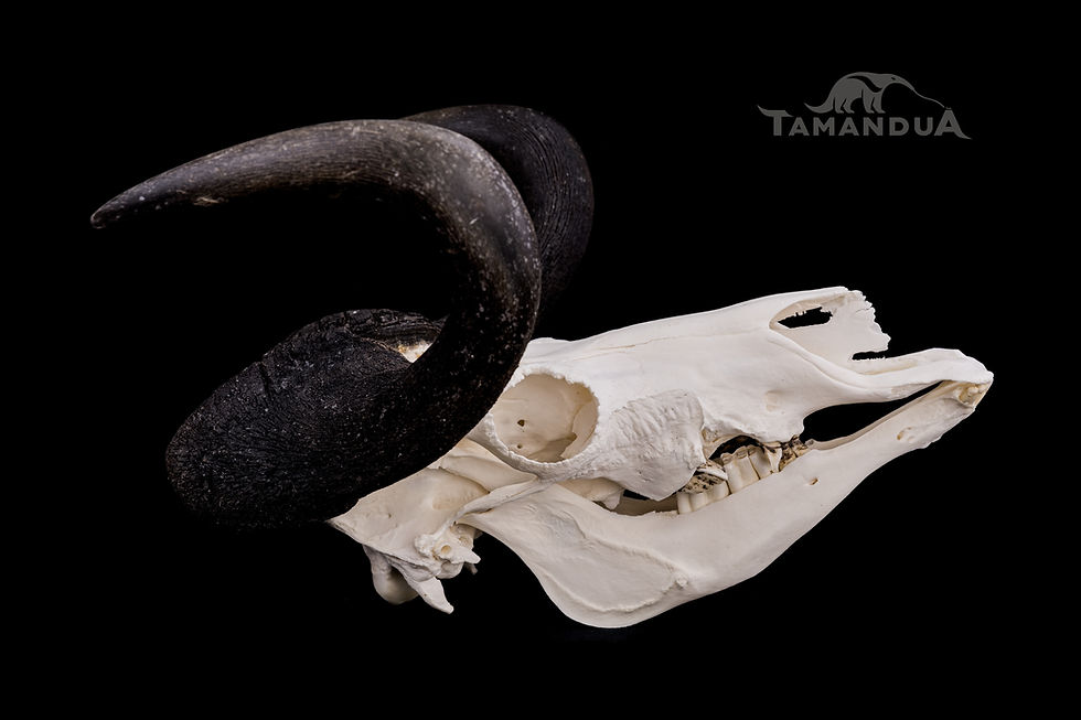 Miniatura: Skeleton - White-tailed Gnu