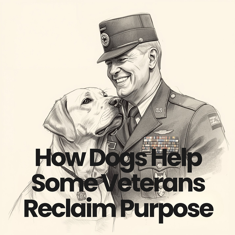 The Labrador Connection: How Dogs Help Veterans Reclaim Purpose