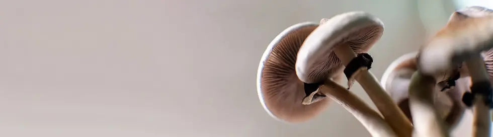 Professional growing of psilocybin mushrooms in America. Scientific studies of the effects of psilocybin on the human brain copy