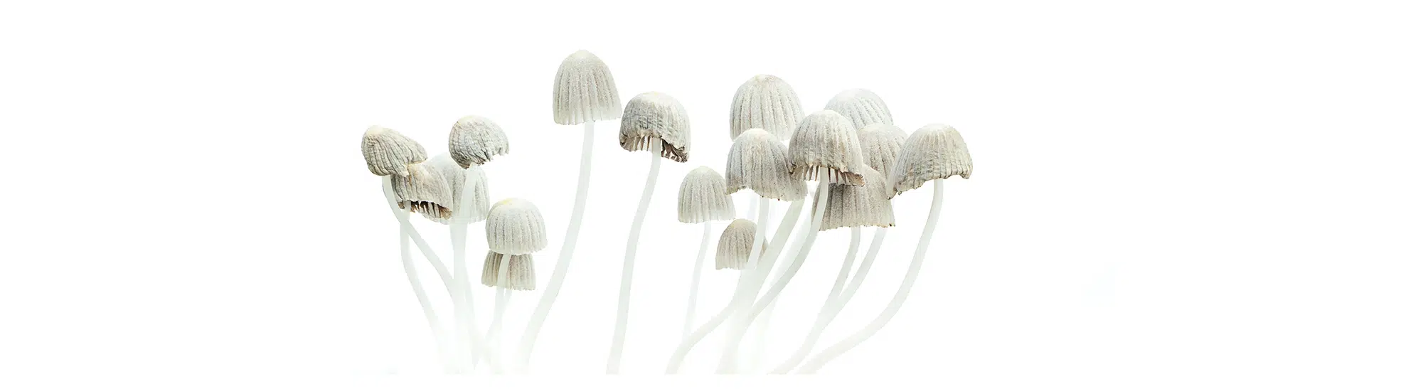 Psychedelic mushrooms. Psilocybe mexicana copy