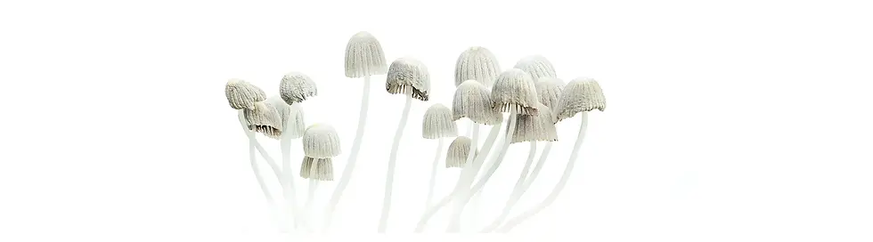 Psychedelic mushrooms. Psilocybe mexicana copy