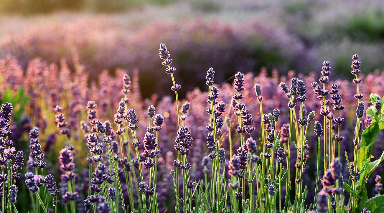 pretty field of lavender, taken at sunset with the golden hour