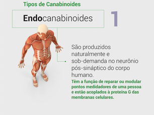 O que são fito e endocanabinoides?