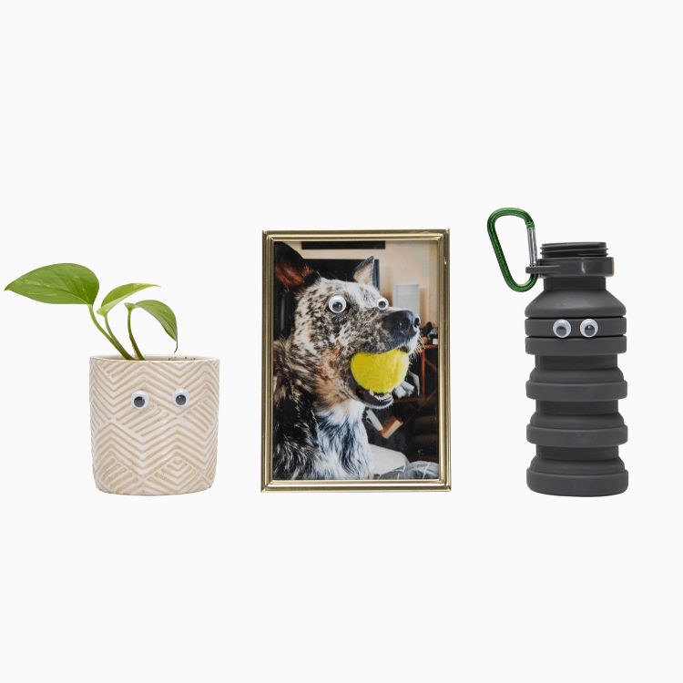 Thumbnail: googly eyes stuck on a planter, a water bottle, and a framed picture of a dog
