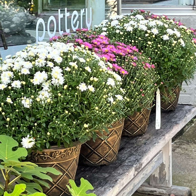 colorful potted fall moms on a bench in front of the window at fdp Studio+shop