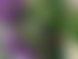 Purple Campanula and White Miniroses in handmade pots on a green wooden garden table